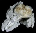 Beautiful Crystal Filled Fossil Whelk - Ruck's Pit #5531-2